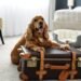 HotelPlanner acquires platform for locating pet-friendly lodging