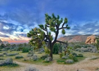 A Amateur’s Information to Exploring Nationwide Parks