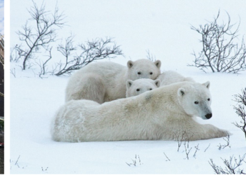 9 must-have Luxurious shuttle stories for 2025: Virtuoso