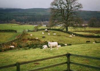 Delve into Dumfries: Discover the Perfect Actions and Hidden Gem stones to Revel in