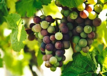 Missouri Wine Areas: The Absolute best Spaces to Seek advice from and What to Check out