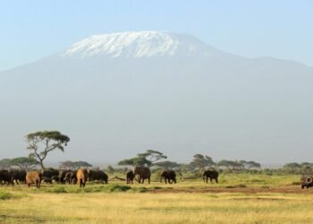 10 Causes a Tanzanian Safari Must be on Your Bucket Checklist