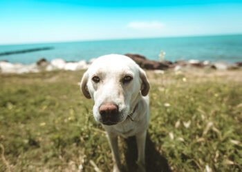 What to Do if Your Canine Will get Unwell Whilst Touring: Pointers for Puppy House owners