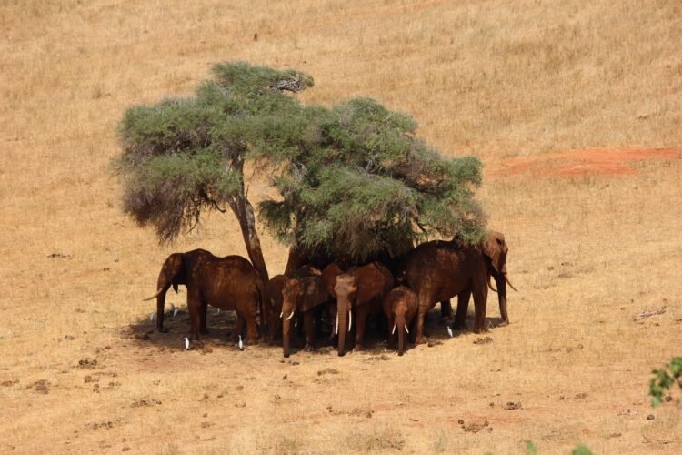 The Perfect Occasions of the Yr to Cross on Safari in Kenya