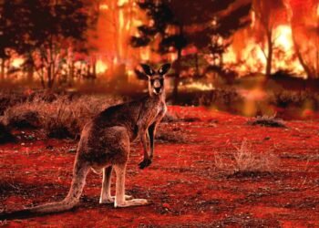 The Global Has Modified – And So Should The Planet D