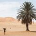 Algeria Expects In depth Expansion in International Vacationers