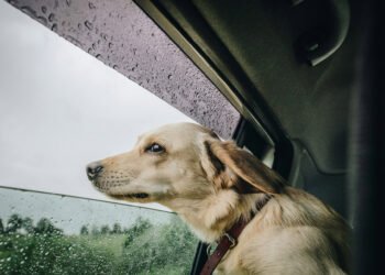 Final Tick list for Canine Care All the way through Your Travels