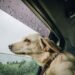 Final Tick list for Canine Care All the way through Your Travels