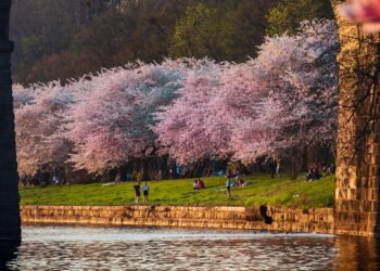 Cherry Blossoms in Phil: 17 Absolute best Spots for 2025