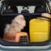 Very important Pointers for Touring Mild with Your Canine: Packing Sensible for Adventures
