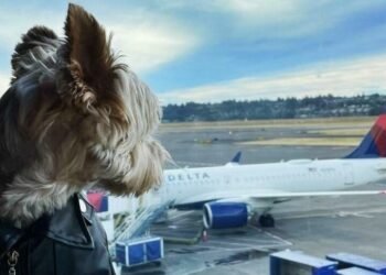Learn about displays Delta Air Strains is best possible US airline for travelling with pets