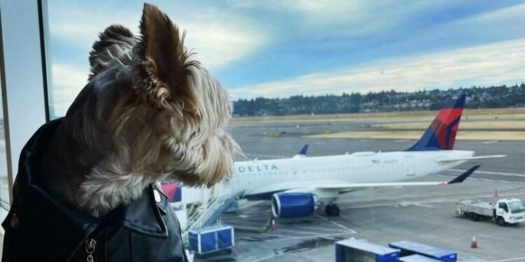 Learn about displays Delta Air Strains is best possible US airline for travelling with pets