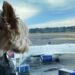 Learn about displays Delta Air Strains is best possible US airline for travelling with pets