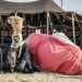 Inbound Tourism in Saudi Arabia Presentations Stable Enlargement