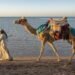 Egypt: Ras Hankorab Seashore Endangered by means of Tourism