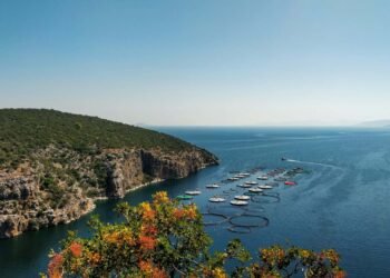 A 7-Day Shuttle – Go back and forth Dudes