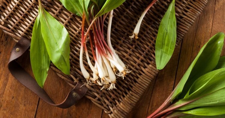 27 Ramp Recipes to Get You Fascinated by Spring