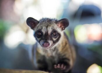 Why Civility Begins With Civets: The Unsightly Reality In the back of the International’s Maximum Pricey Espresso