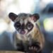 Why Civility Begins With Civets: The Unsightly Reality In the back of the International’s Maximum Pricey Espresso