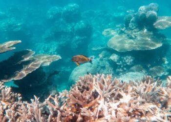 Coral Bleaching Endangers the Ecosystem