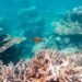 Coral Bleaching Endangers the Ecosystem