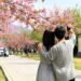 Hanam Town Korea Welcomes Guests to Experience Breathtaking Double Cherry Blossoms
