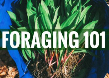 Foraging Fit to be eaten Crops – A Newbie’s Information to Foraging with Self assurance