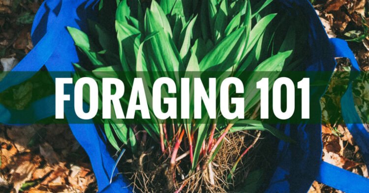 Foraging Fit to be eaten Crops – A Newbie’s Information to Foraging with Self assurance
