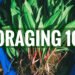Foraging Fit to be eaten Crops – A Newbie’s Information to Foraging with Self assurance