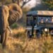 Startup Level: Tukio needs to simplify African safari reserving and making plans