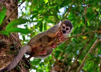 Ecuadorian Amazon Rainforest: Hidden Gem stones, Eco-Accommodations and Indigenous Cultures