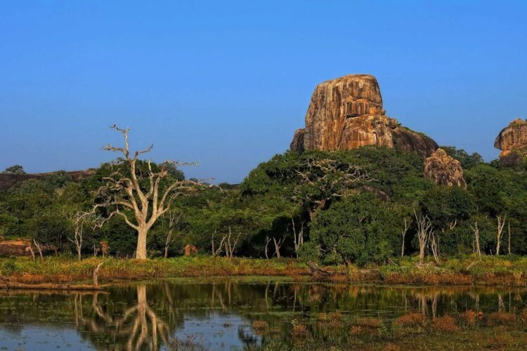 Absolute best Nationwide Parks for Flora and fauna Safaris in Sri Lanka