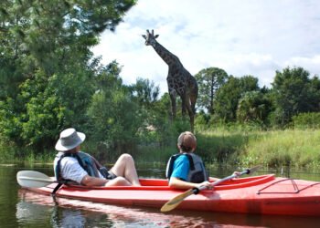 ‘Travelport+’ cuts Seek Instances by means of 23% Serving to Brokers Paintings More uncomplicated, Smarter, and Quicker