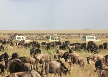 Serengeti Nice Wildebeest Migration: A Whole Information to Nature’s Grandest Display