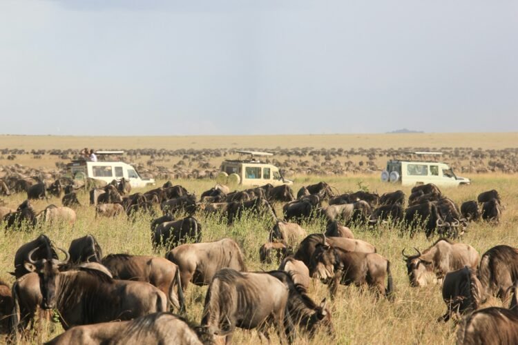 Serengeti Nice Wildebeest Migration: A Whole Information to Nature’s Grandest Display