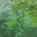 Poisonous Algae Bloom Hits Tourism and Economic system of Australia