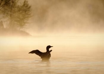 17 Absolute best Issues to Do within the Higher Peninsula, Michigan (2025 Information)