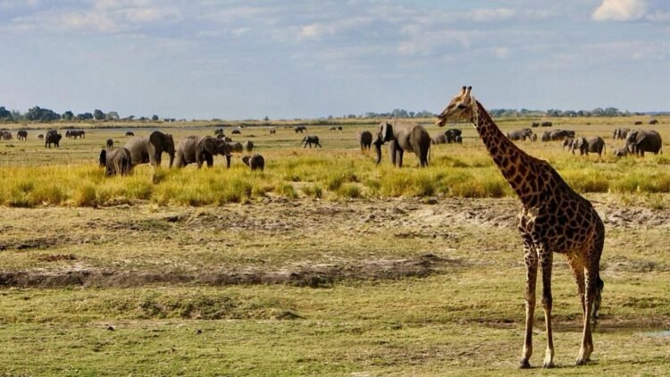 My Chobe Nationwide Park Safari, Botswana Revel in