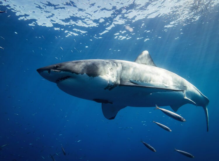 Best Causes to Enjoy Shark Cage Diving for an Unforgettable Journey