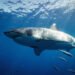 Best Causes to Enjoy Shark Cage Diving for an Unforgettable Journey