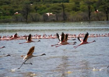 How one can Enjoy Lake Bogoria’s Scorching Springs and Flamingos