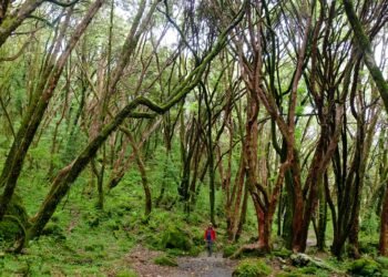 3 Issues Your Emergency Shuttle Price range Duvet