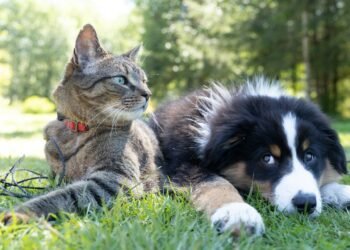 Learn how to Trip With More than one Pets With out the Tension