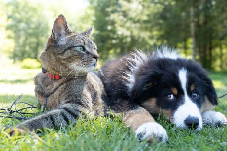 Learn how to Trip With More than one Pets With out the Tension