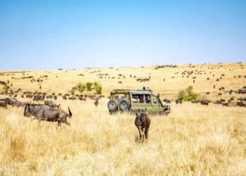 5 Kenyan Safaris You Will have to Take a look at