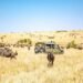 5 Kenyan Safaris You Will have to Take a look at