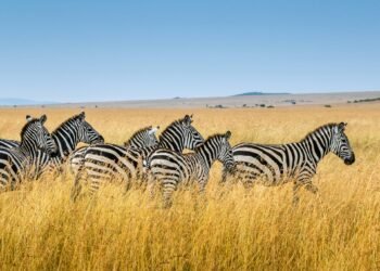 Why Kenya Is an All-Yr-Spherical Safari Vacation spot of Selection