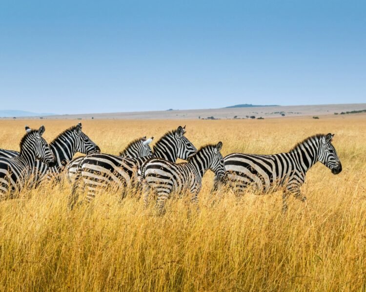 Why Kenya Is an All-Yr-Spherical Safari Vacation spot of Selection