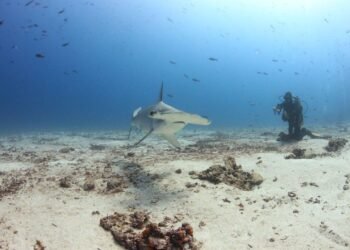 10 Unforgettable Ocean Encounters so as to add for your Go back and forth Bucket Record