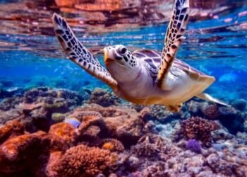 Caribbean Coral Reefs Are in Crucial State